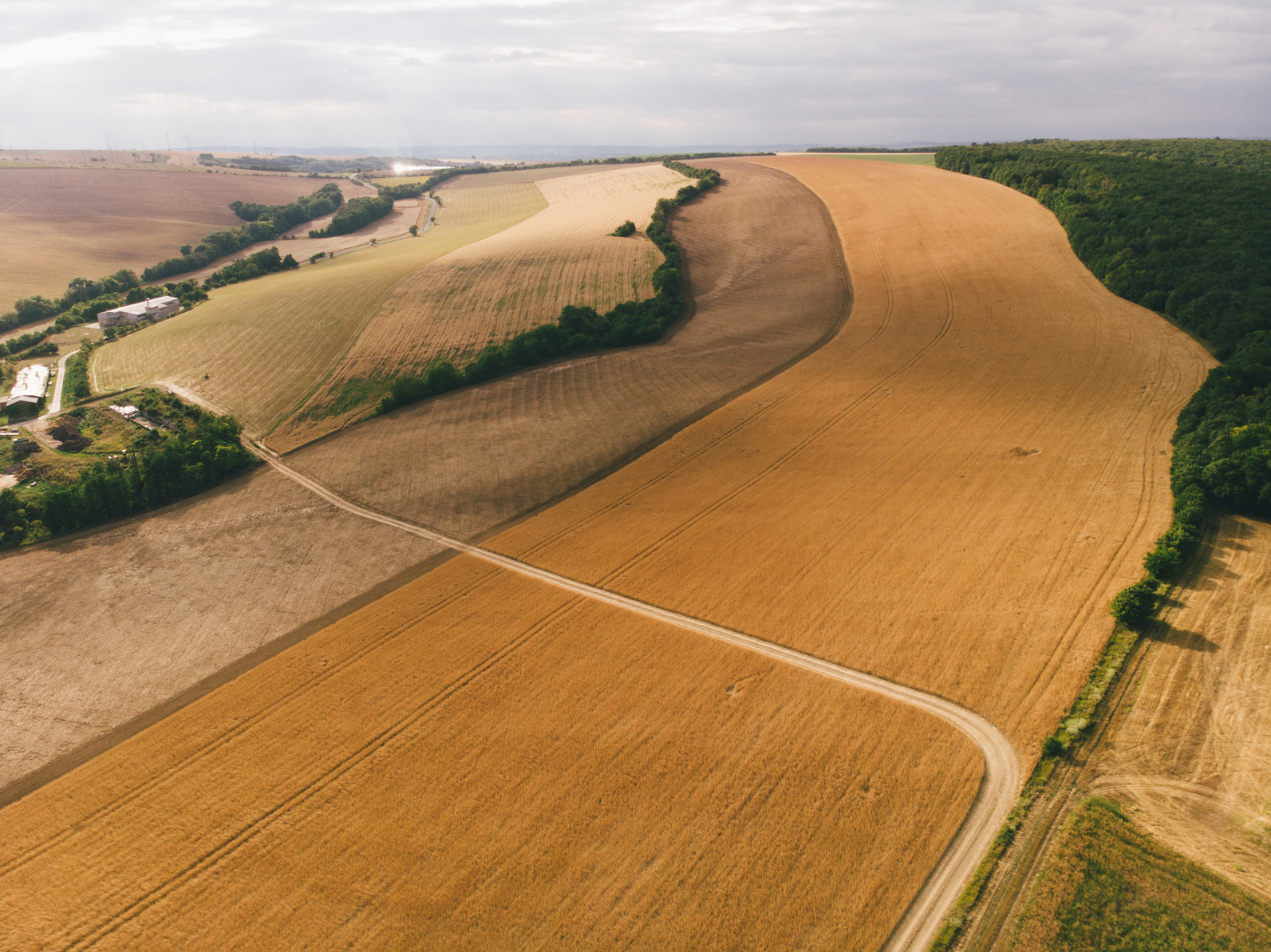 A field of wheat from the sky